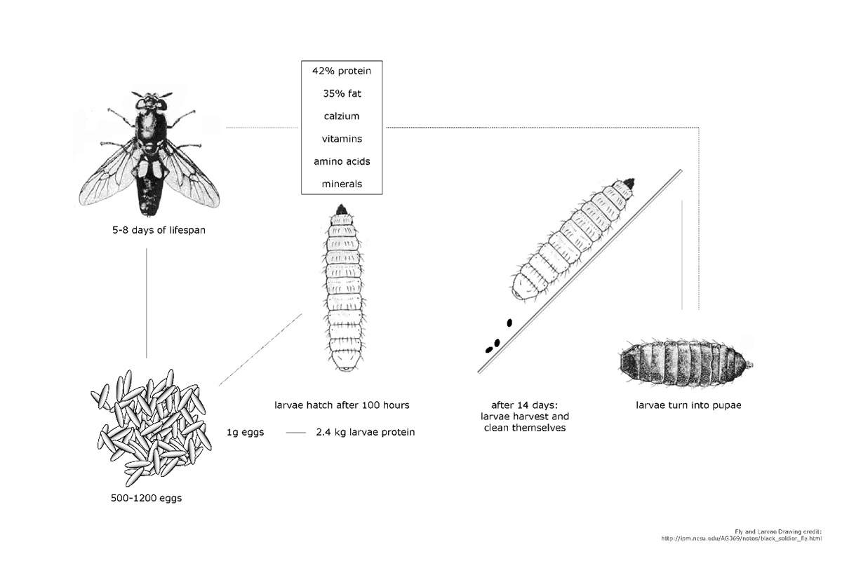 这种成年昆虫黑水虻,人不吃,可以用来喂养幼虫作为生物废物,因此生产