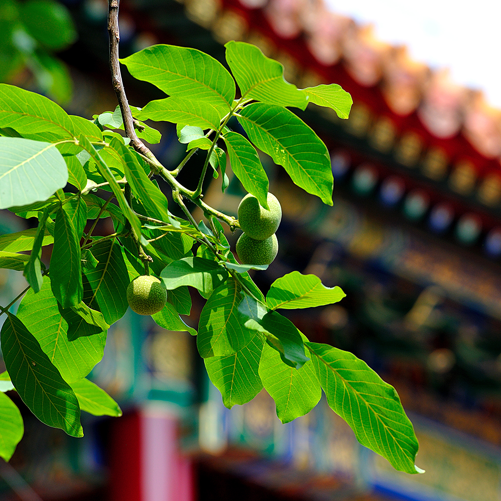 小编一直有当摄影师的梦想,尤其想在故宫.