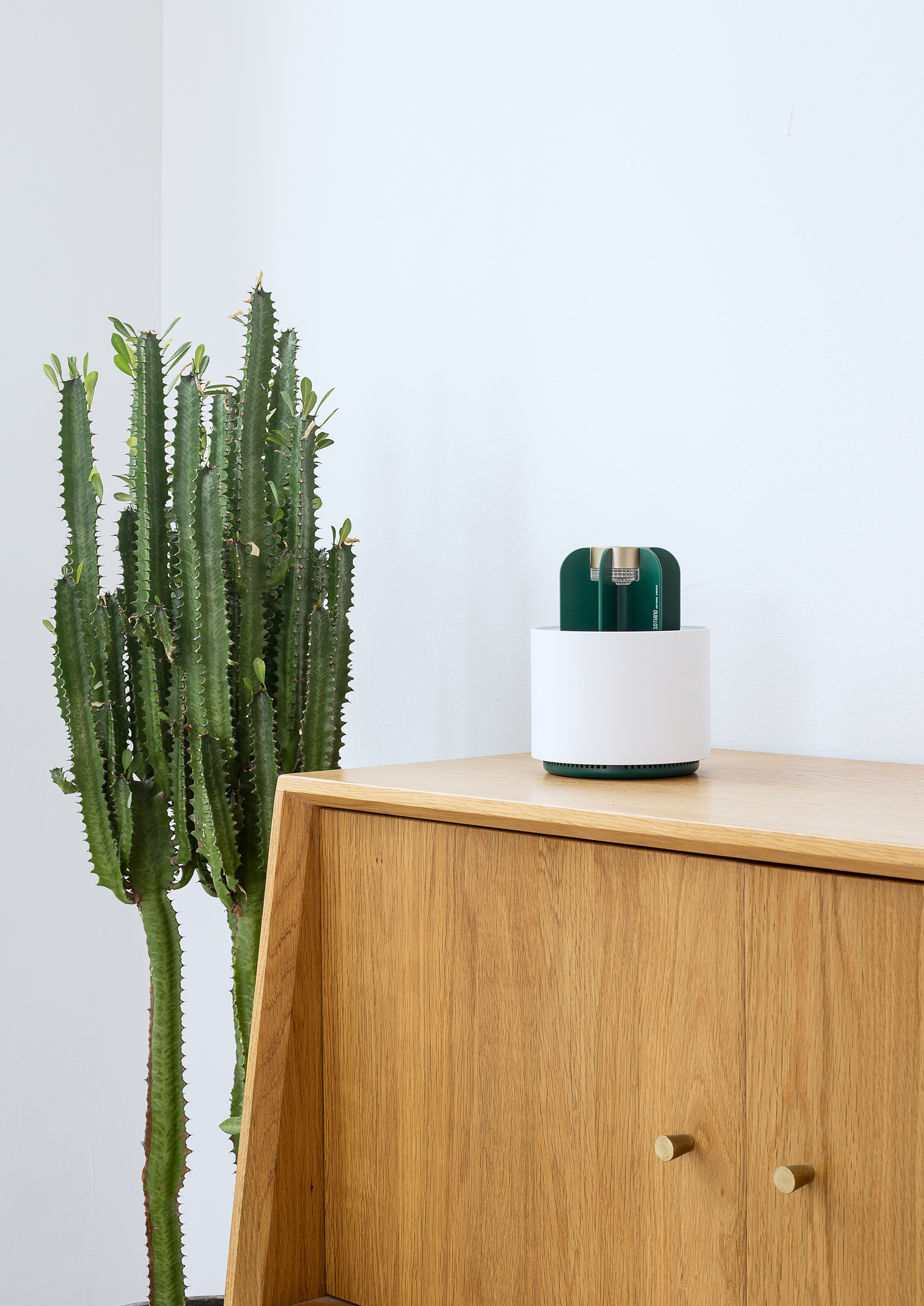 cactus，mosquito，Object orientation，summer，Mosquito killing lamp，