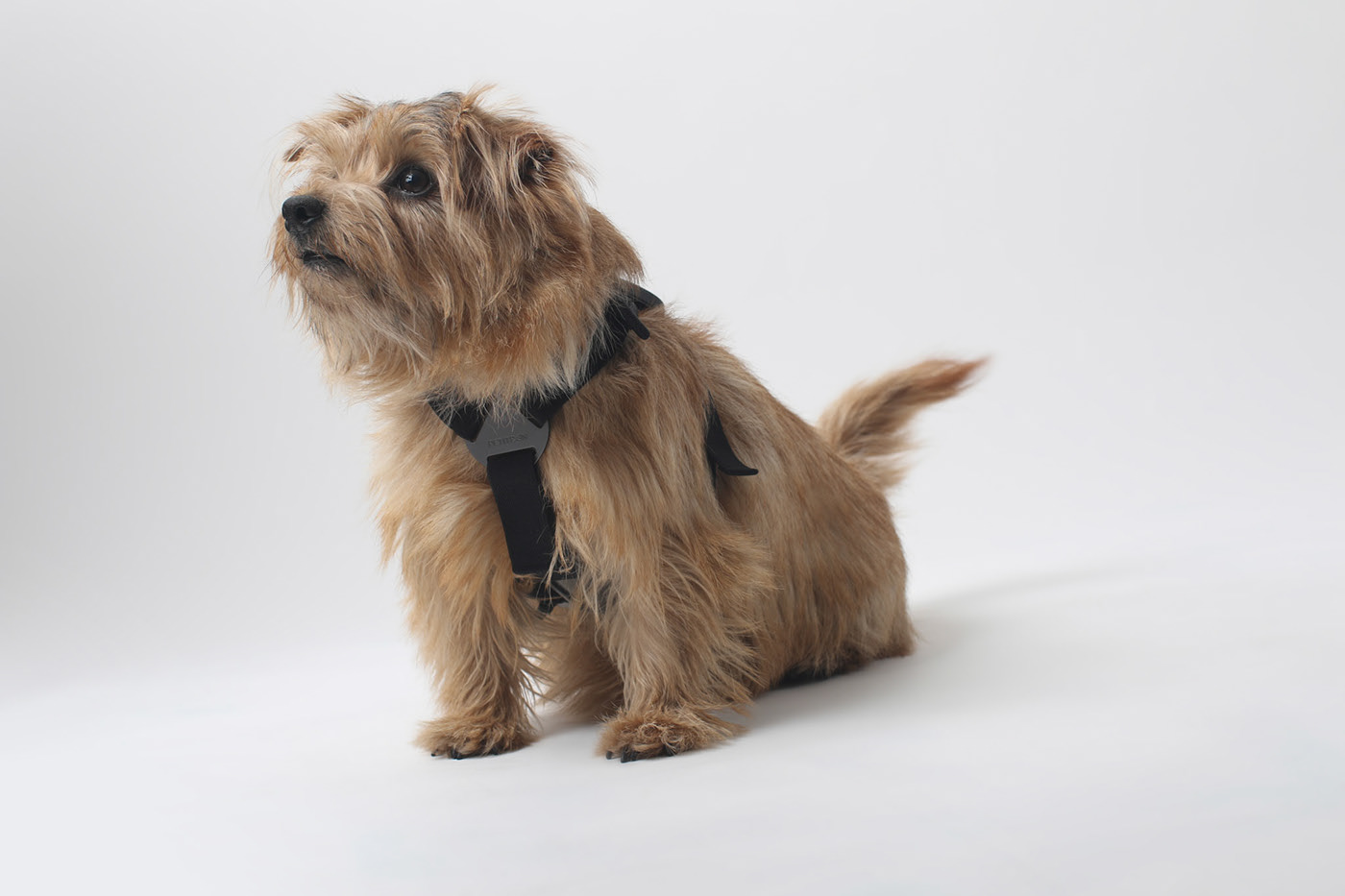 healthy，emotion，ECG signal，Pets，