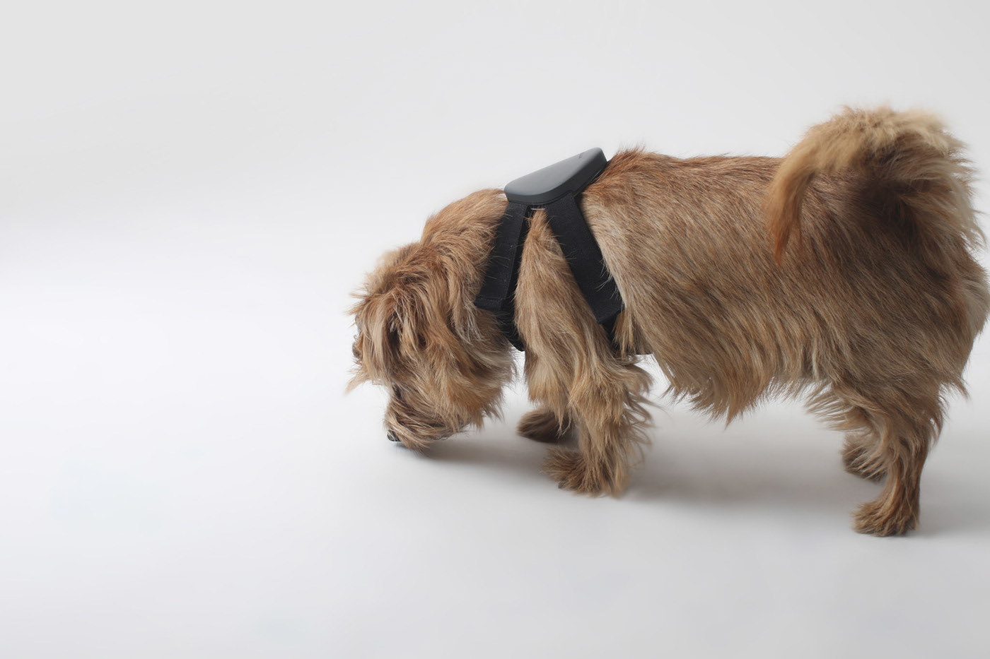 healthy，emotion，ECG signal，Pets，