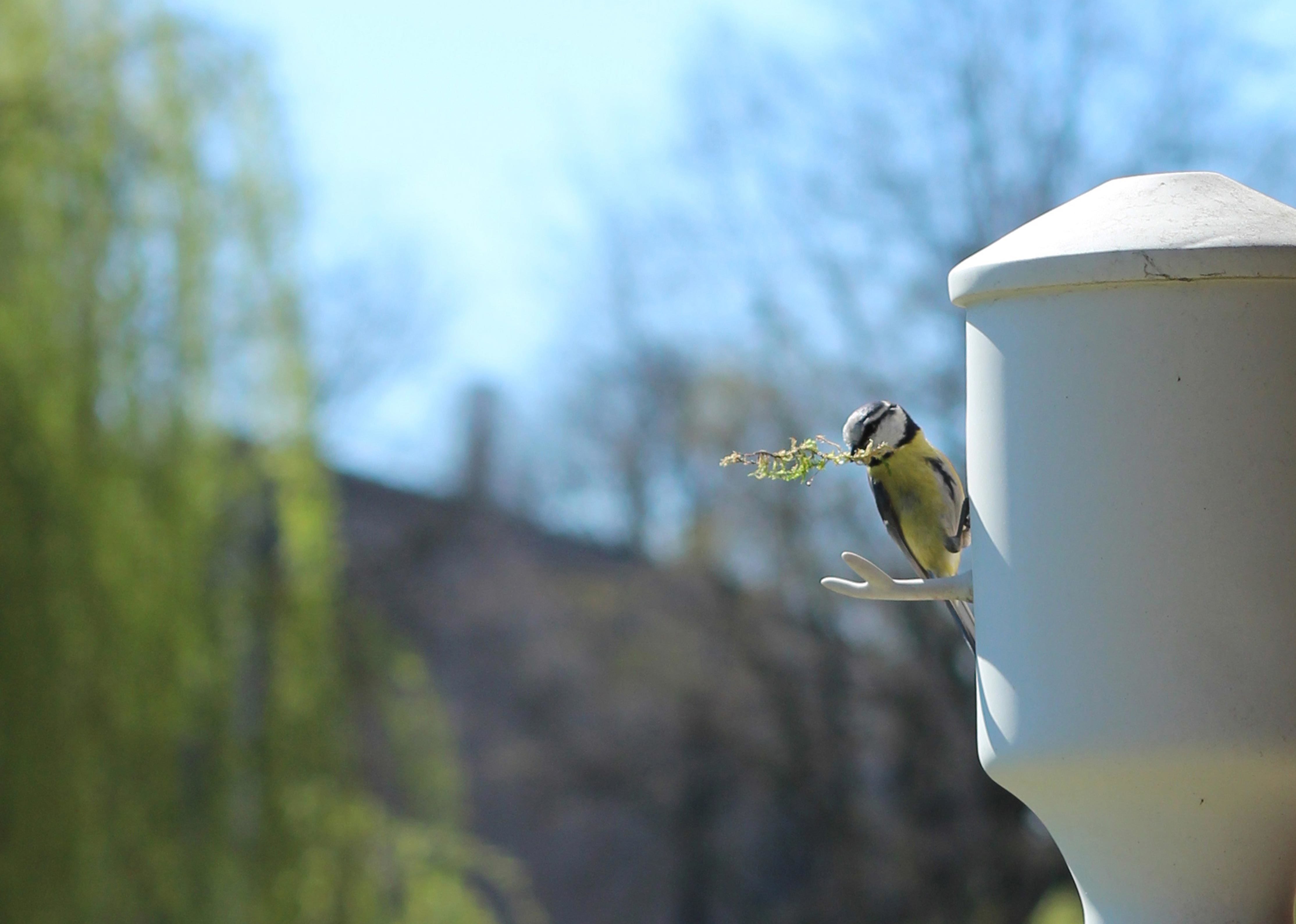 Bird's nest，wood，Home Furnishing，originality，Wall mounted，