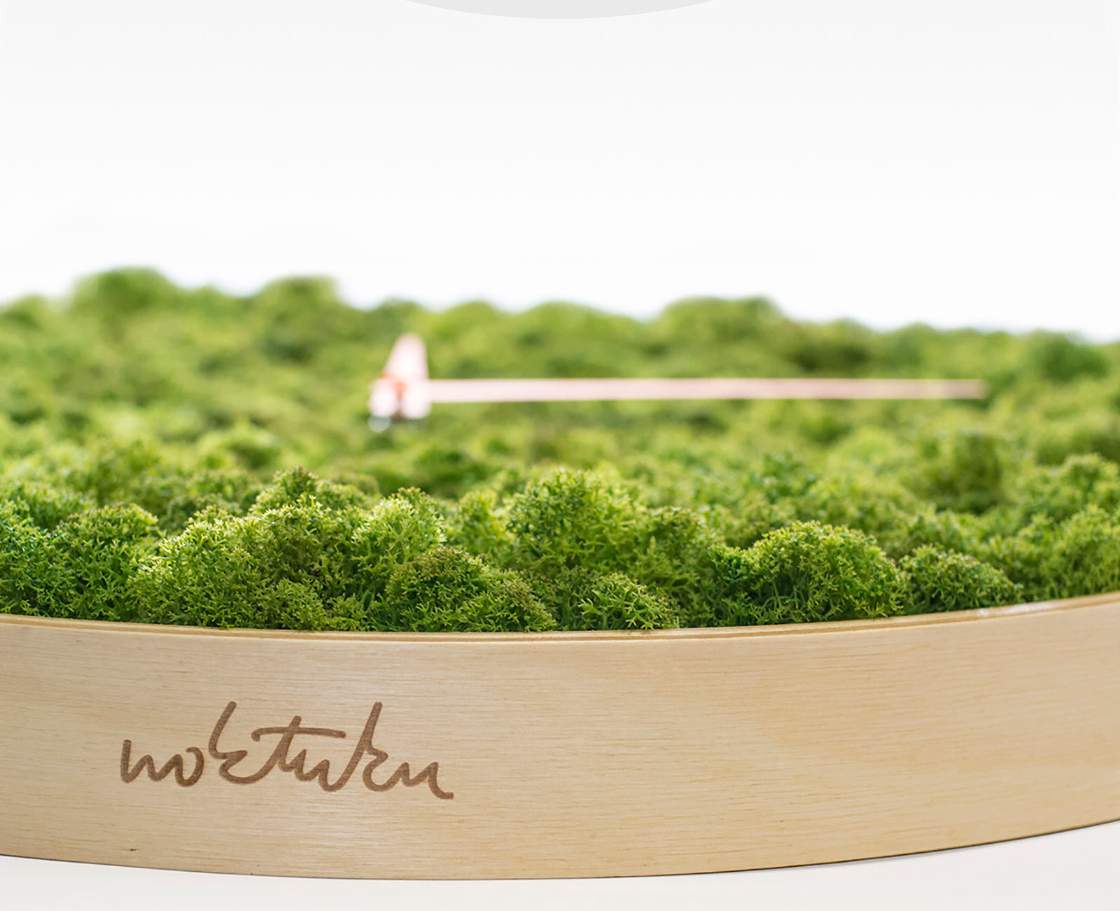 Clock，moss，originality，articles for daily use，Green plants，