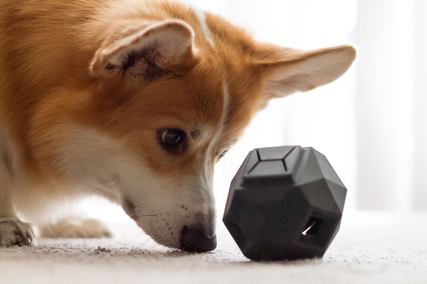 Pets，Toys，Jigsaw puzzle，security，Dog，