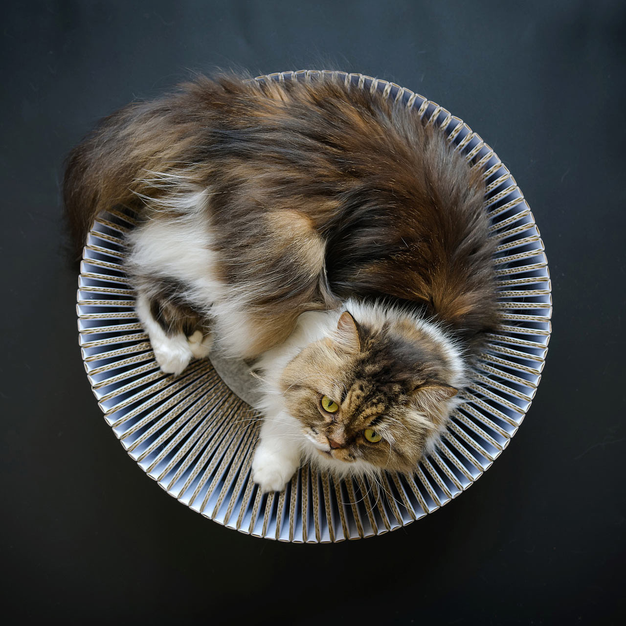 Pets，furniture，cat，dog，product，Cat nest，