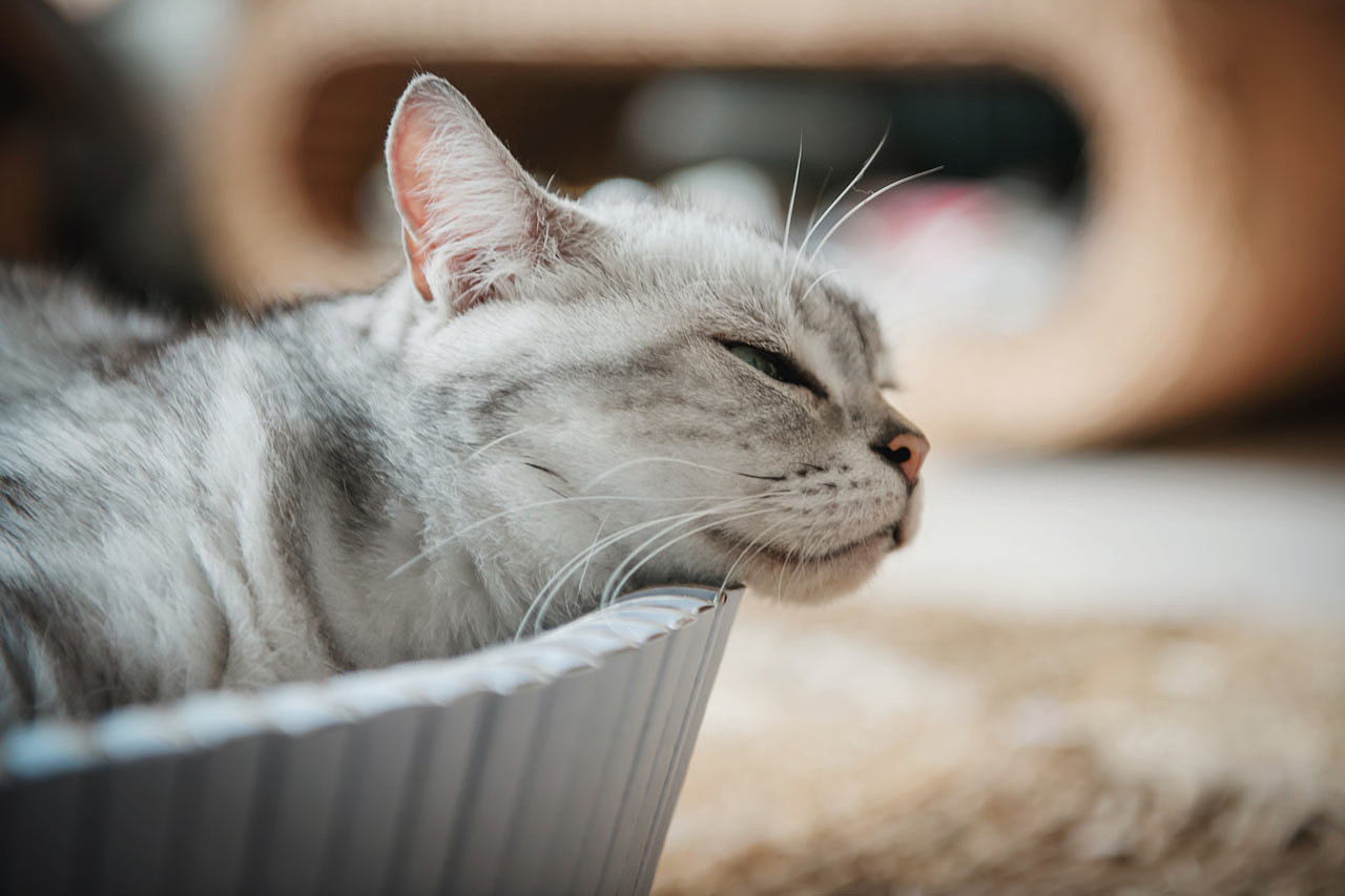 Pets，furniture，cat，dog，product，Cat nest，