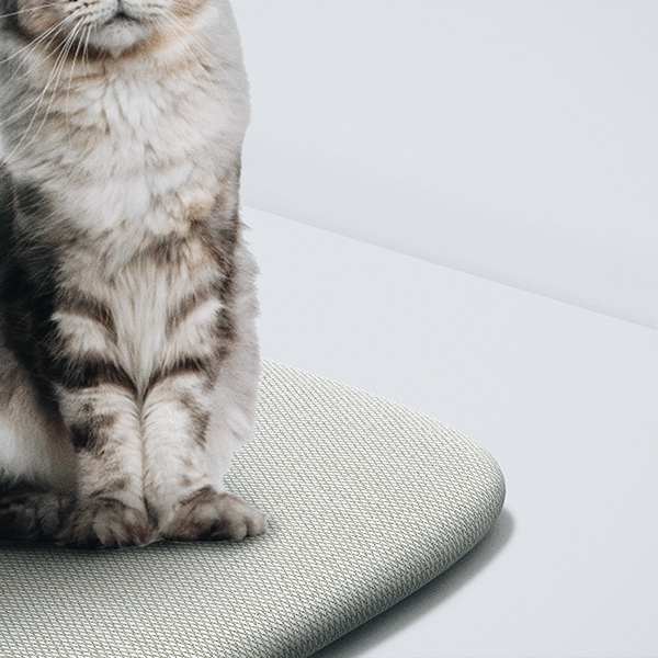 indoor，Respiratory diseases，Fly ，Cat climbing frame，cat，