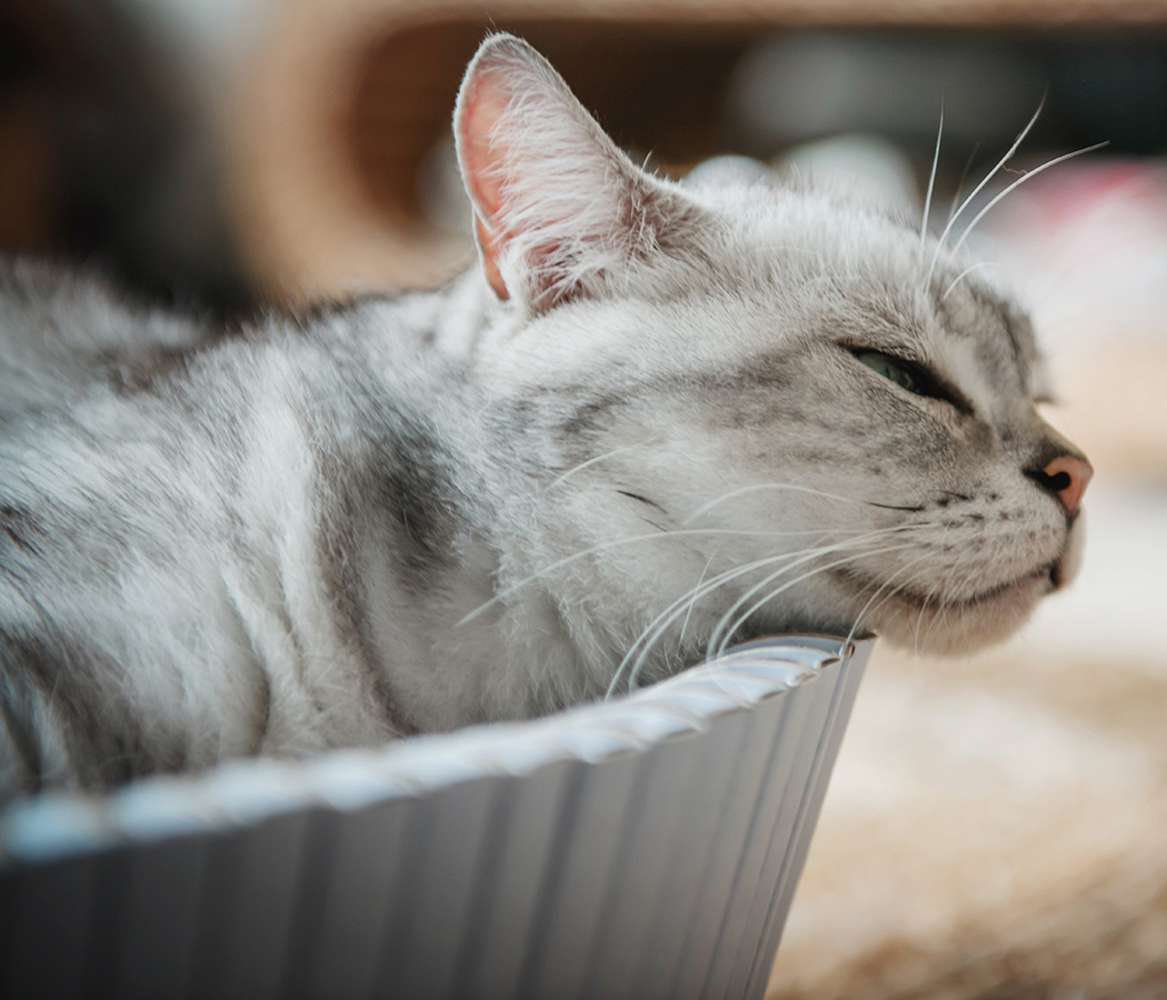 felt，assemble，removable，Cat nest，KATRIS Nest，