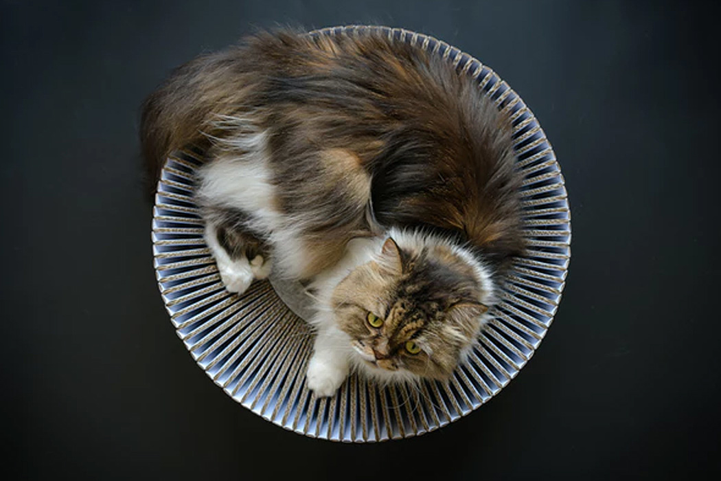 room，kitten，play，Cat nest，