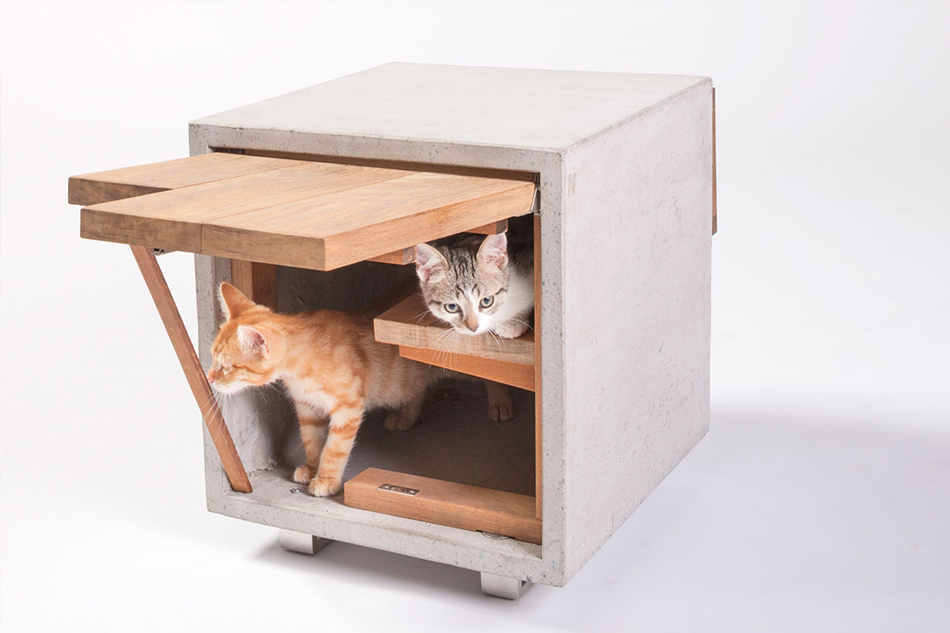 room，kitten，play，Cat nest，