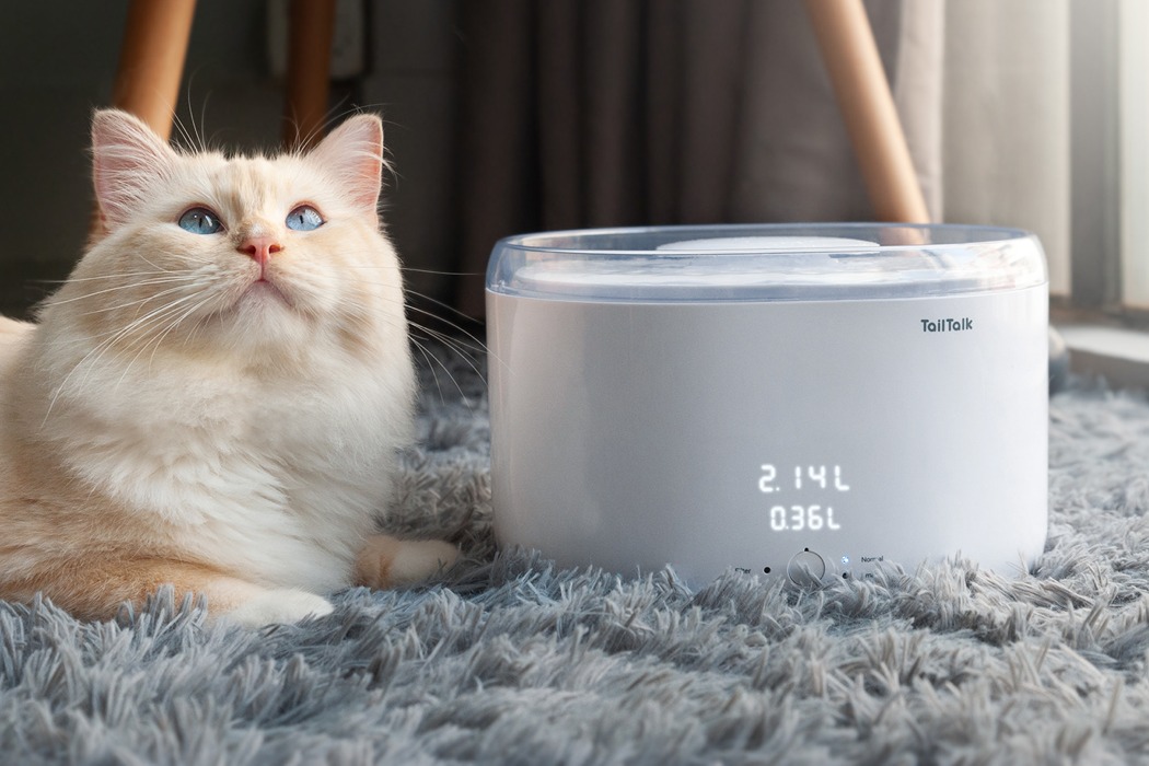 room，kitten，play，Cat nest，