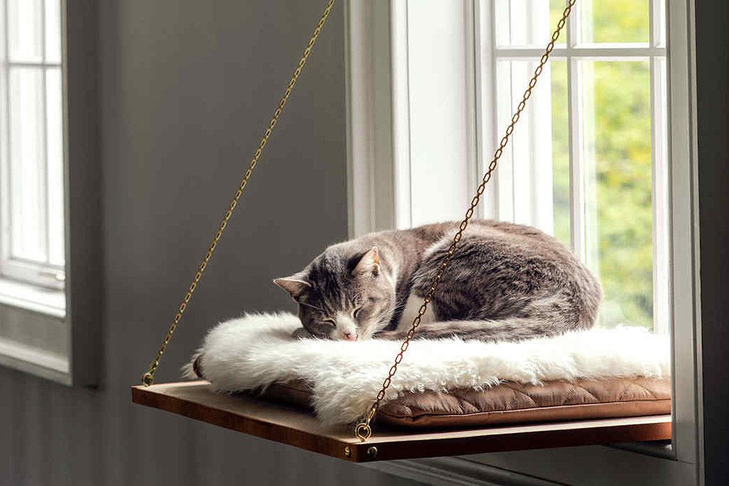 kitten，MASTER'S NEWS，Carey square cat bed studio，Cat custom model，