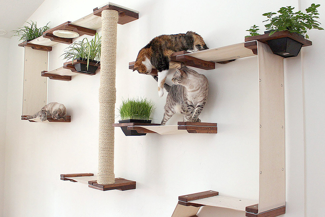 kitten，MASTER'S NEWS，Carey square cat bed studio，Cat custom model，