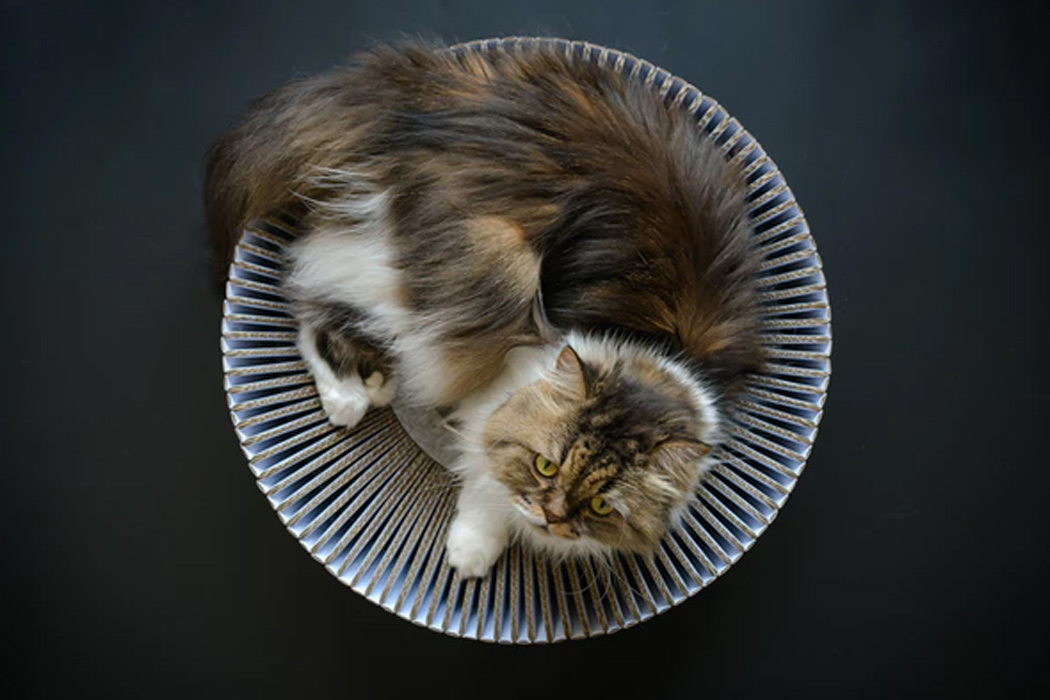 kitten，MASTER'S NEWS，Carey square cat bed studio，Cat custom model，