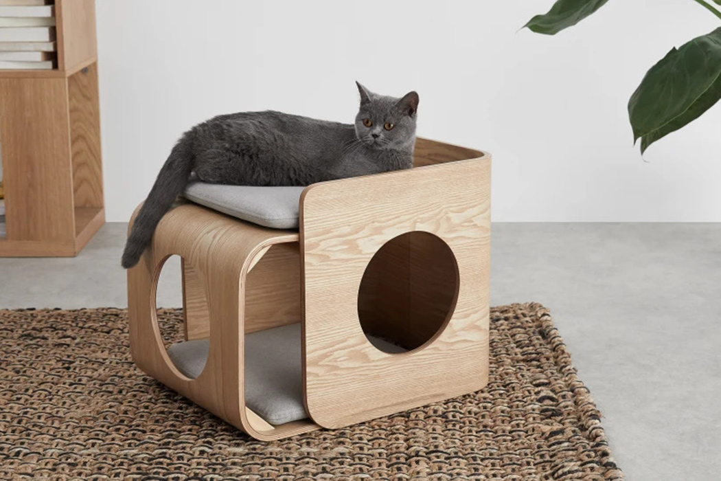 kitten，MASTER'S NEWS，Carey square cat bed studio，Cat custom model，