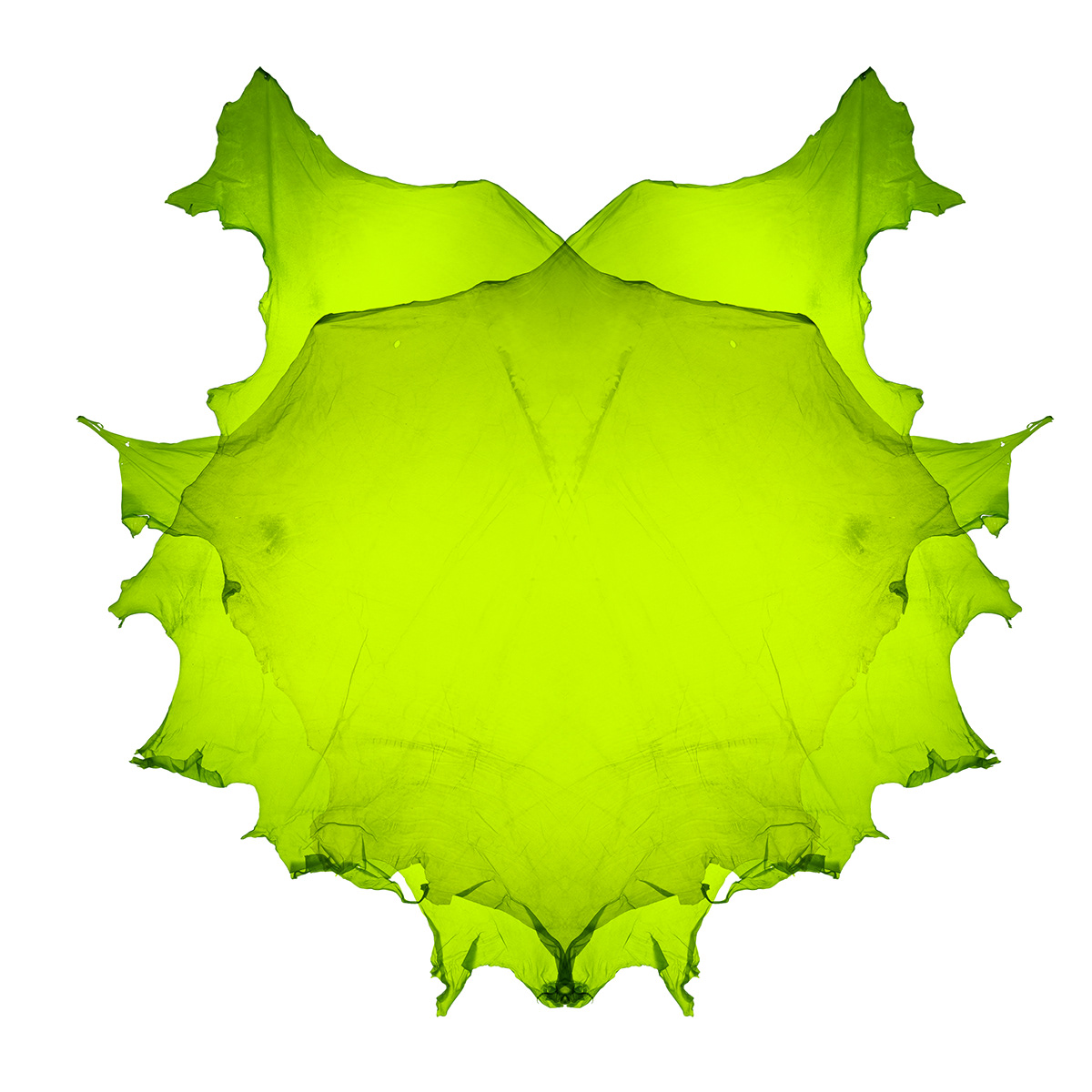 Translucent leather，Material Science，Clothes & Accessories，