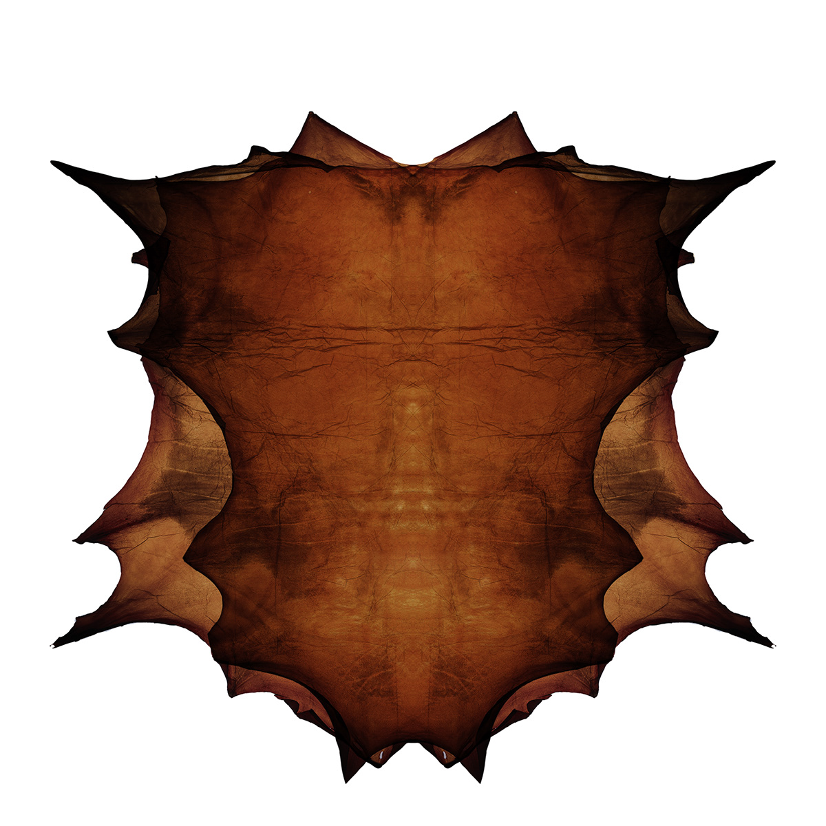 Translucent leather，Material Science，Clothes & Accessories，