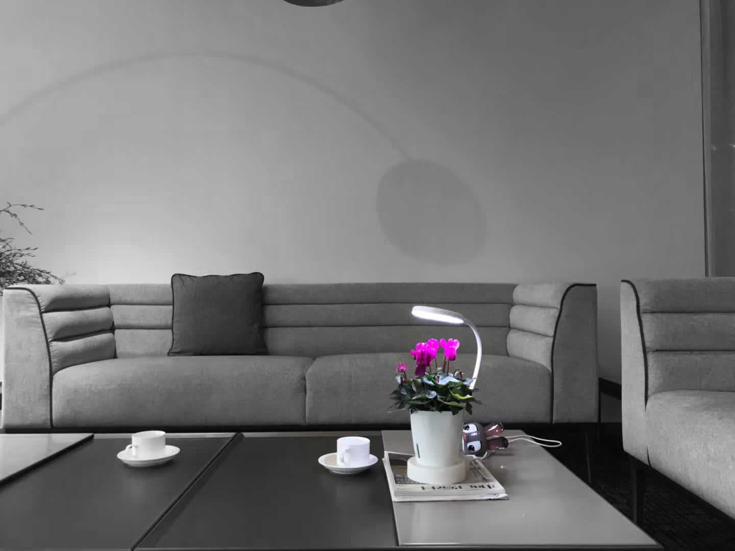 household electrical appliances，Flowerpot，Botany，Desk lamp，