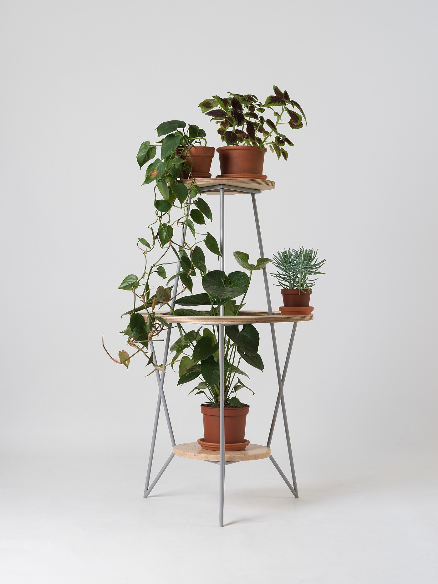 flowers and plants，Potted plants，plant，Green plant，