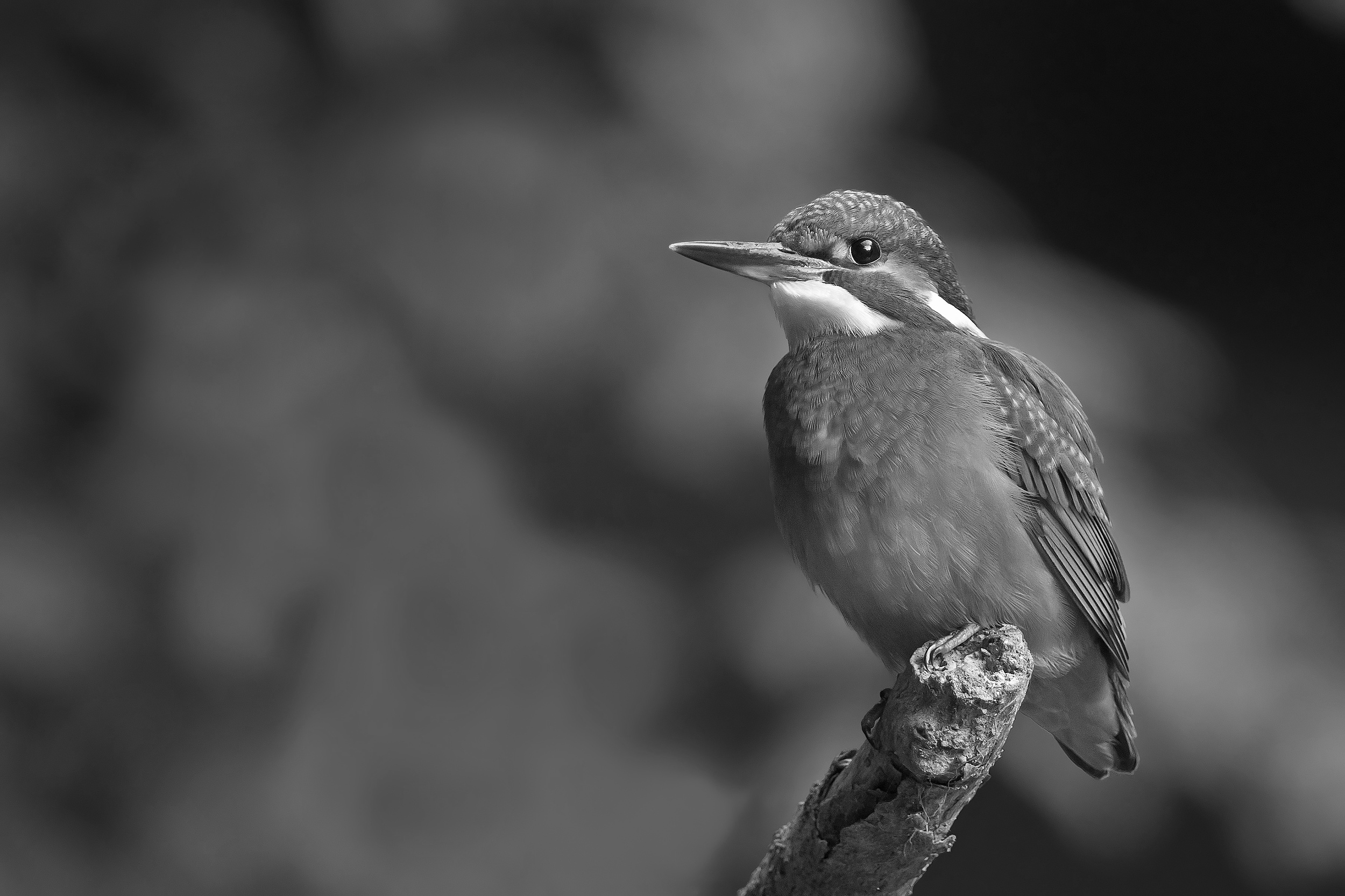 monitor，Water drop，Camera，household，camera，