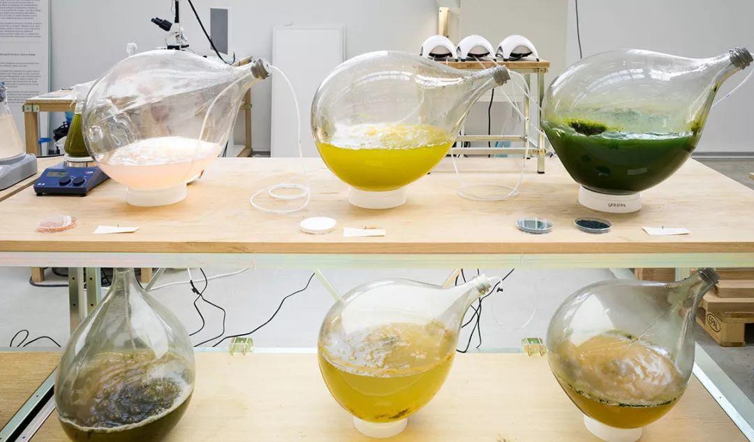 Zhou Jiwei，Tempeh Ware，lactobacillus，Utensils，spin，