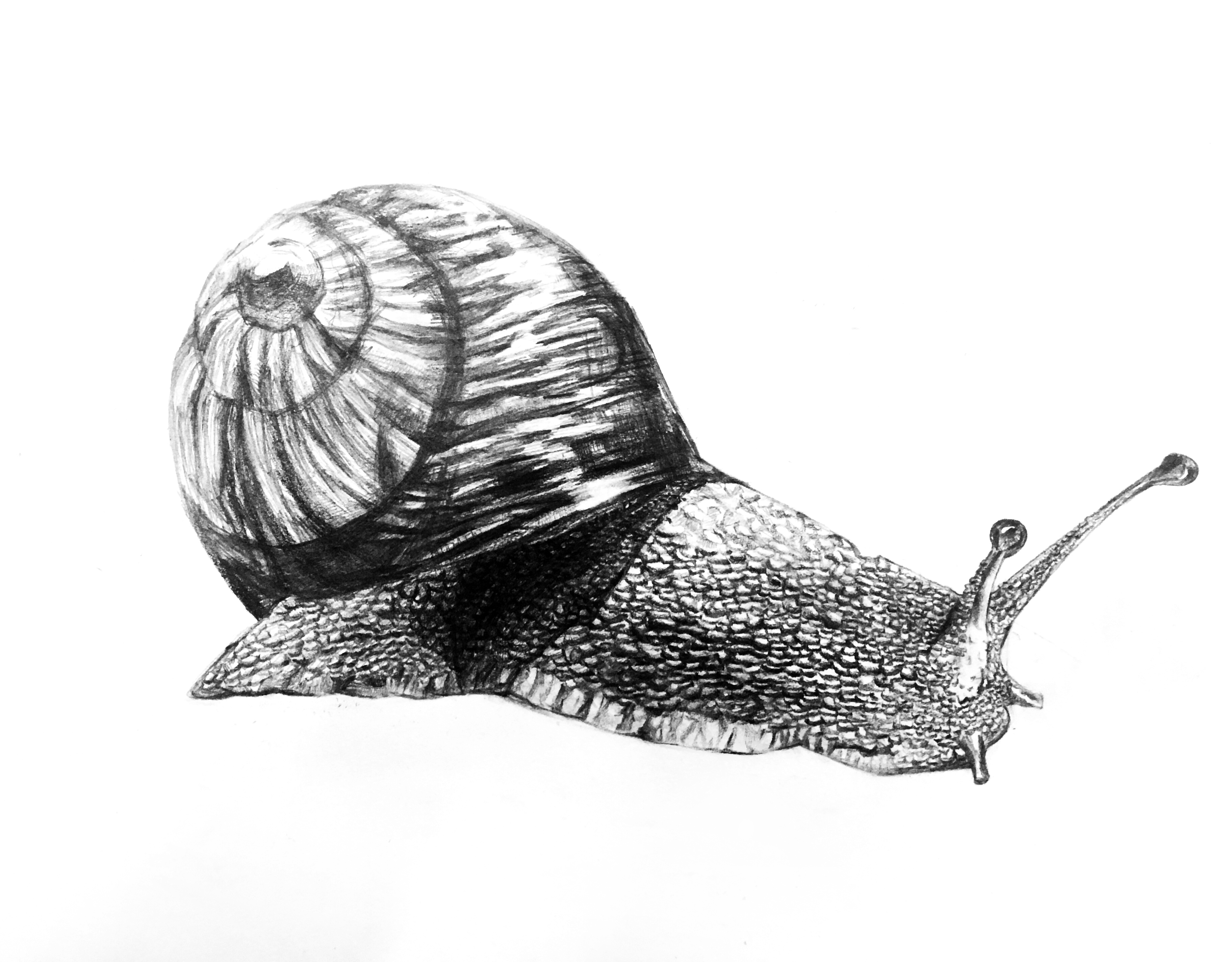 Hand drawn，Sketch，Watercolor，Realistic，