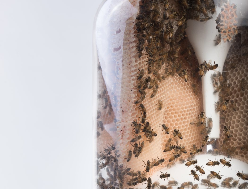 Home，raise，honeybee，Honey，convenient，