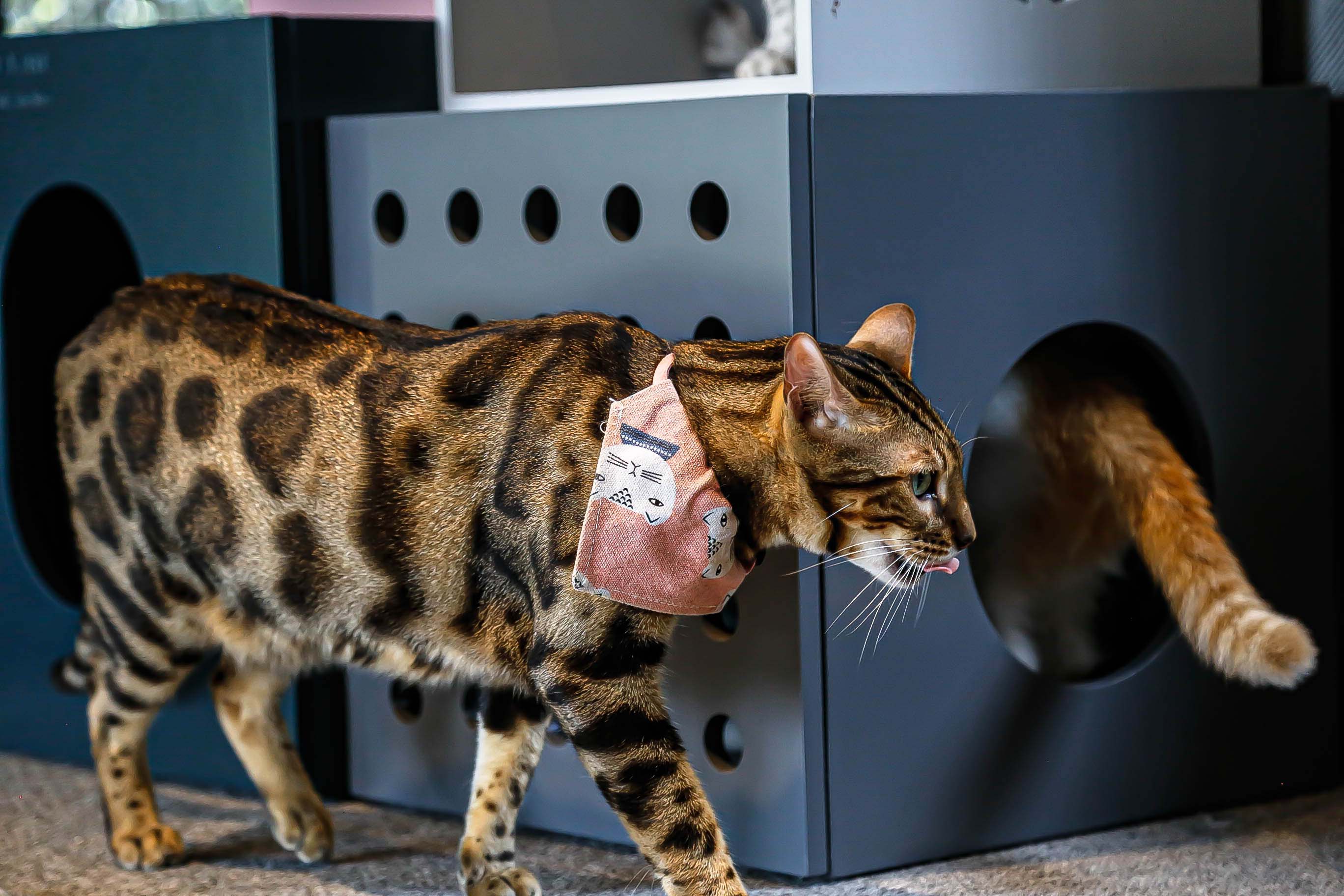 cat，Pets，furniture，Cat climbing frame，Cat cabinet，multi-function，