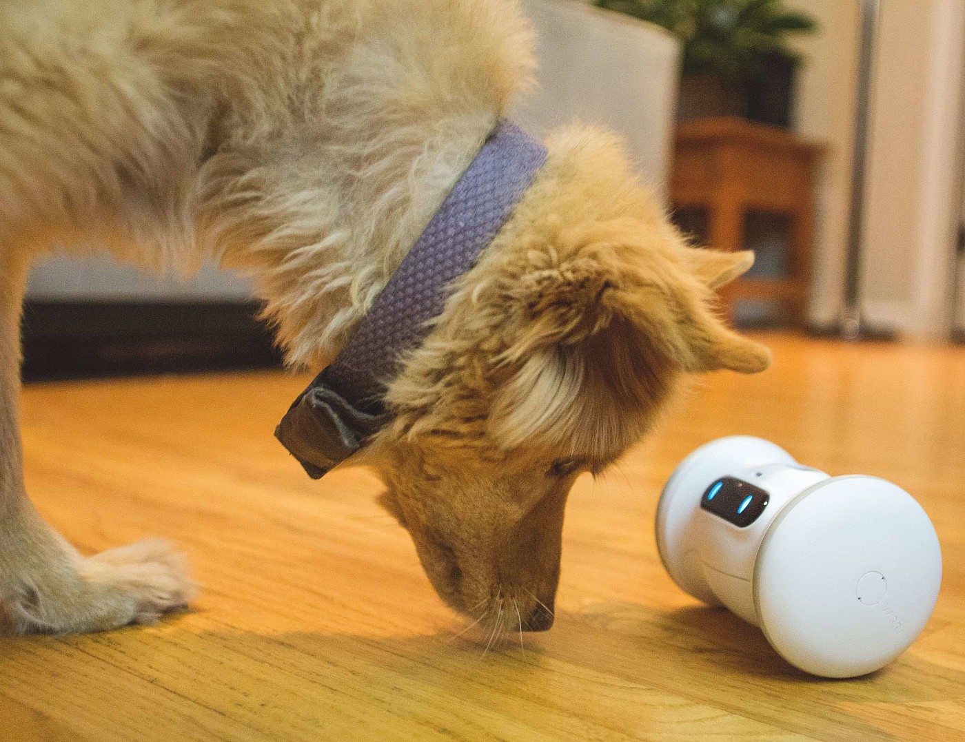 reddot，intelligence，Pet Supplies & Pet，VARRAM，2019 red dot product design award，