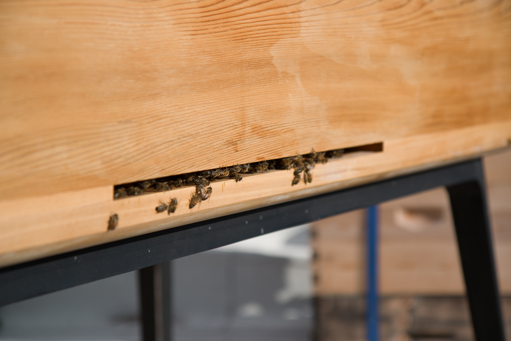 hive，hive，honeybee，