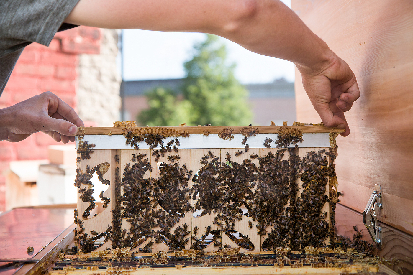 蜂箱，蜂巢，蜜蜂，