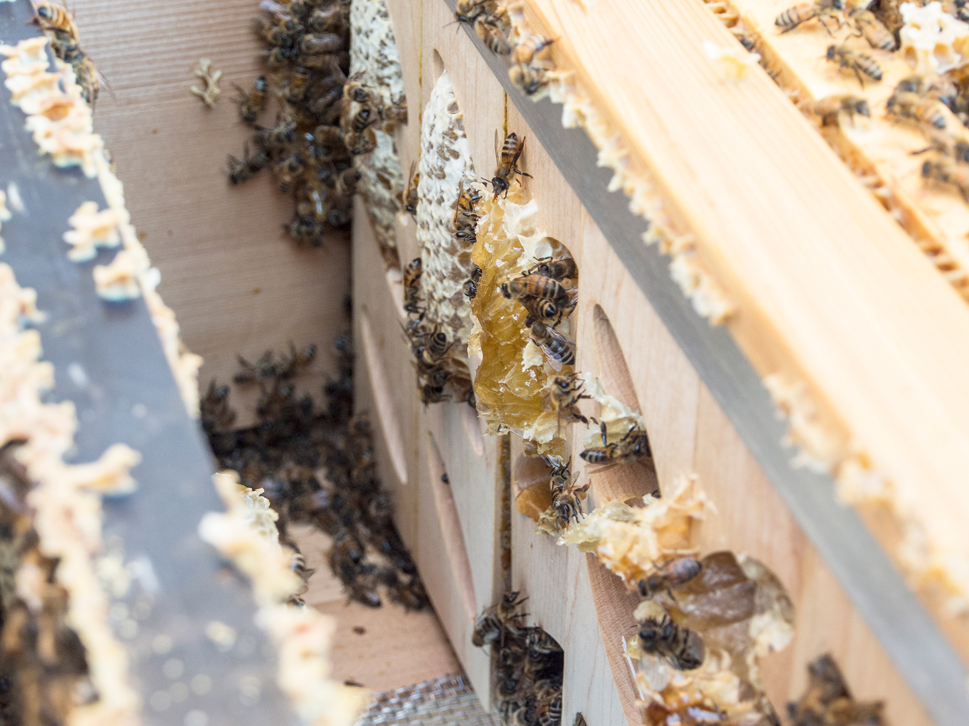 hive，hive，honeybee，