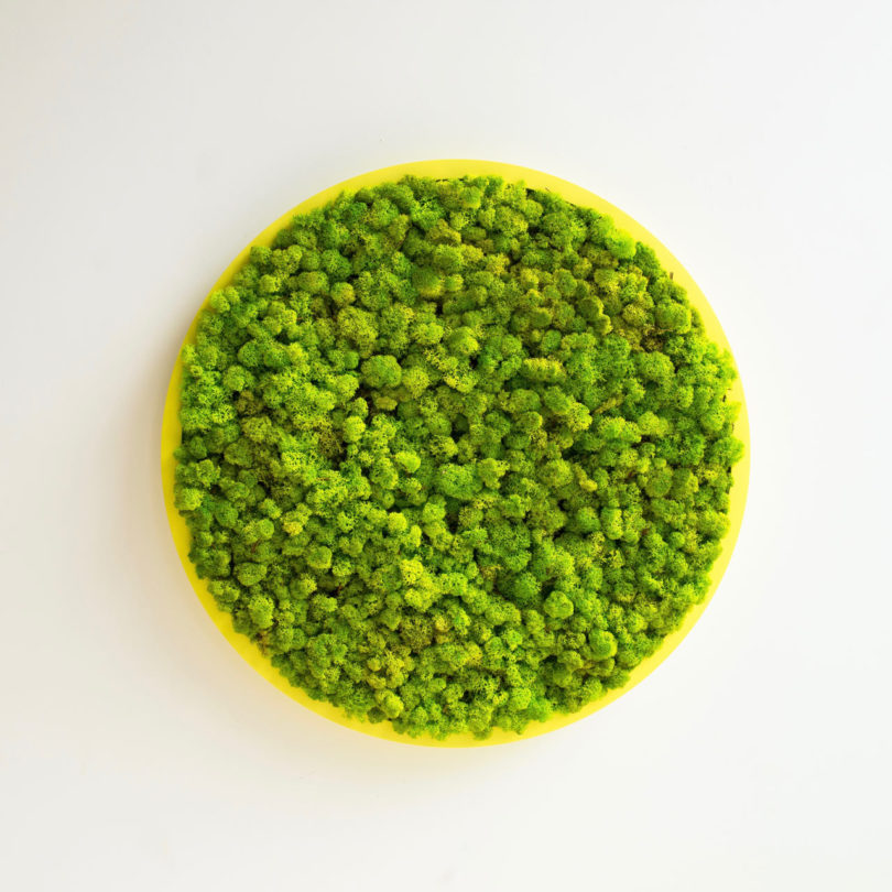 BuzziMood，Green plant wall，green，