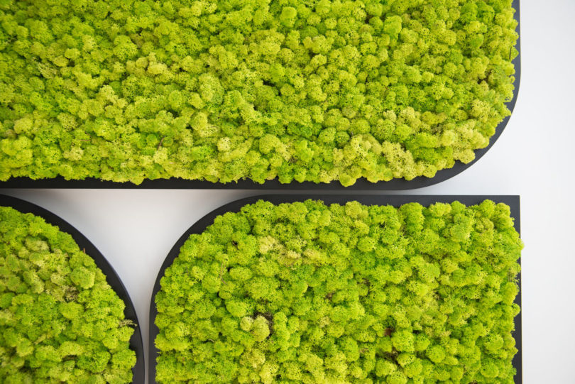 BuzziMood，Green plant wall，green，