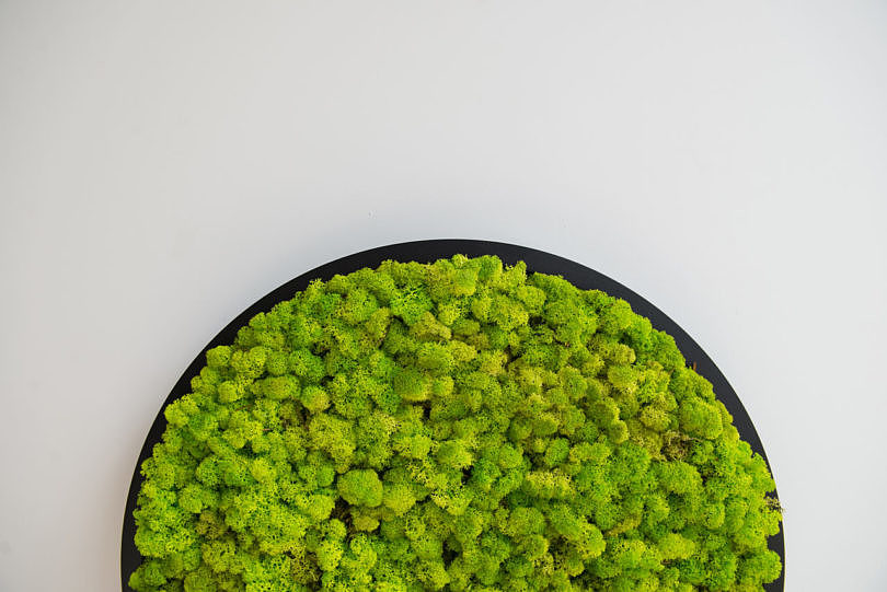 BuzziMood，Green plant wall，green，