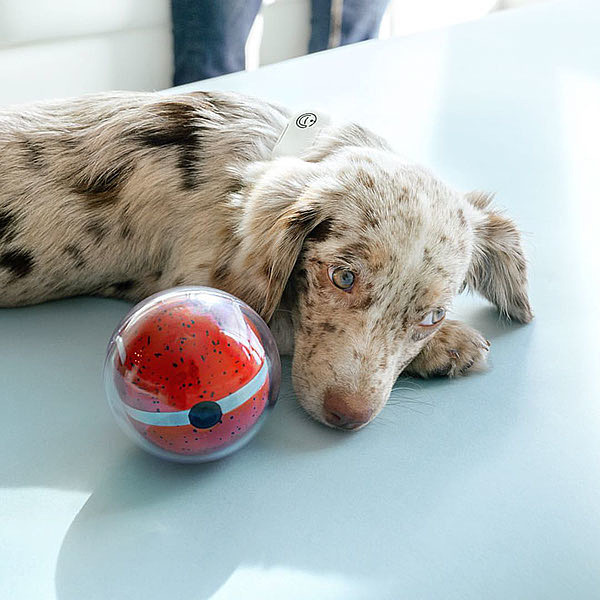 Pets，robot，interactive，monitor，intelligence，