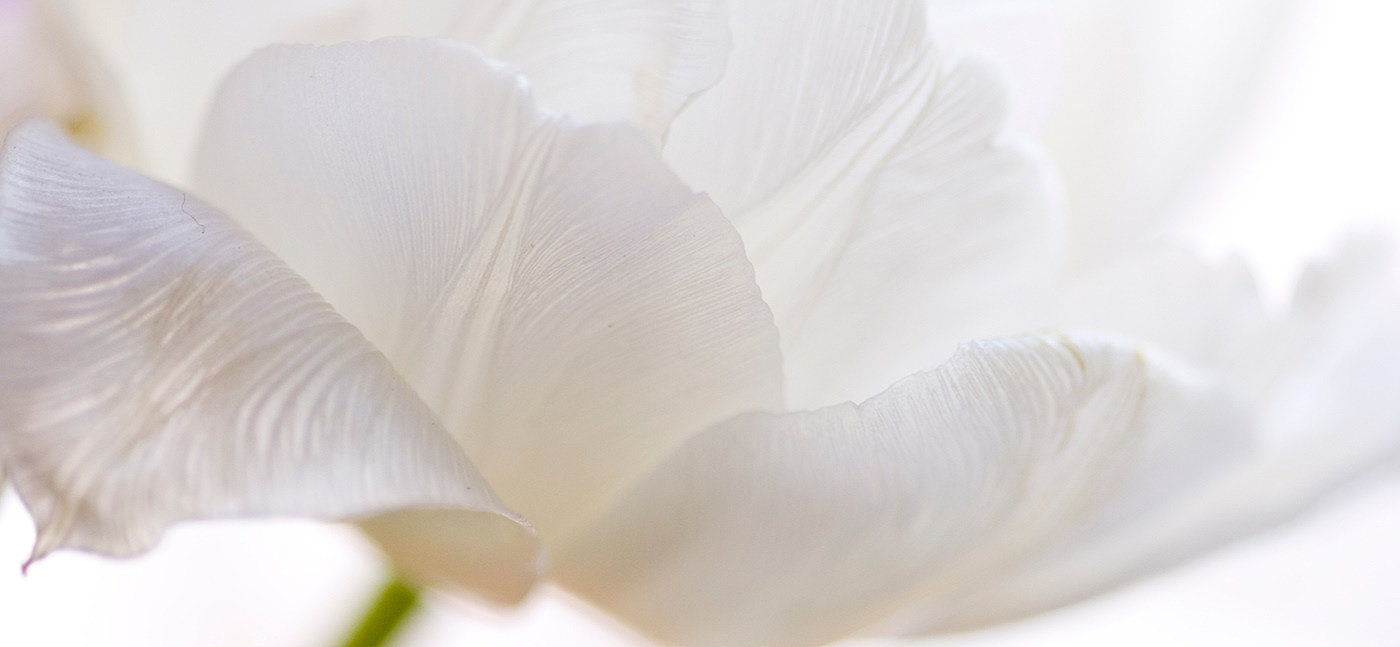 flower，white，Aromatherapy，Humidifier，