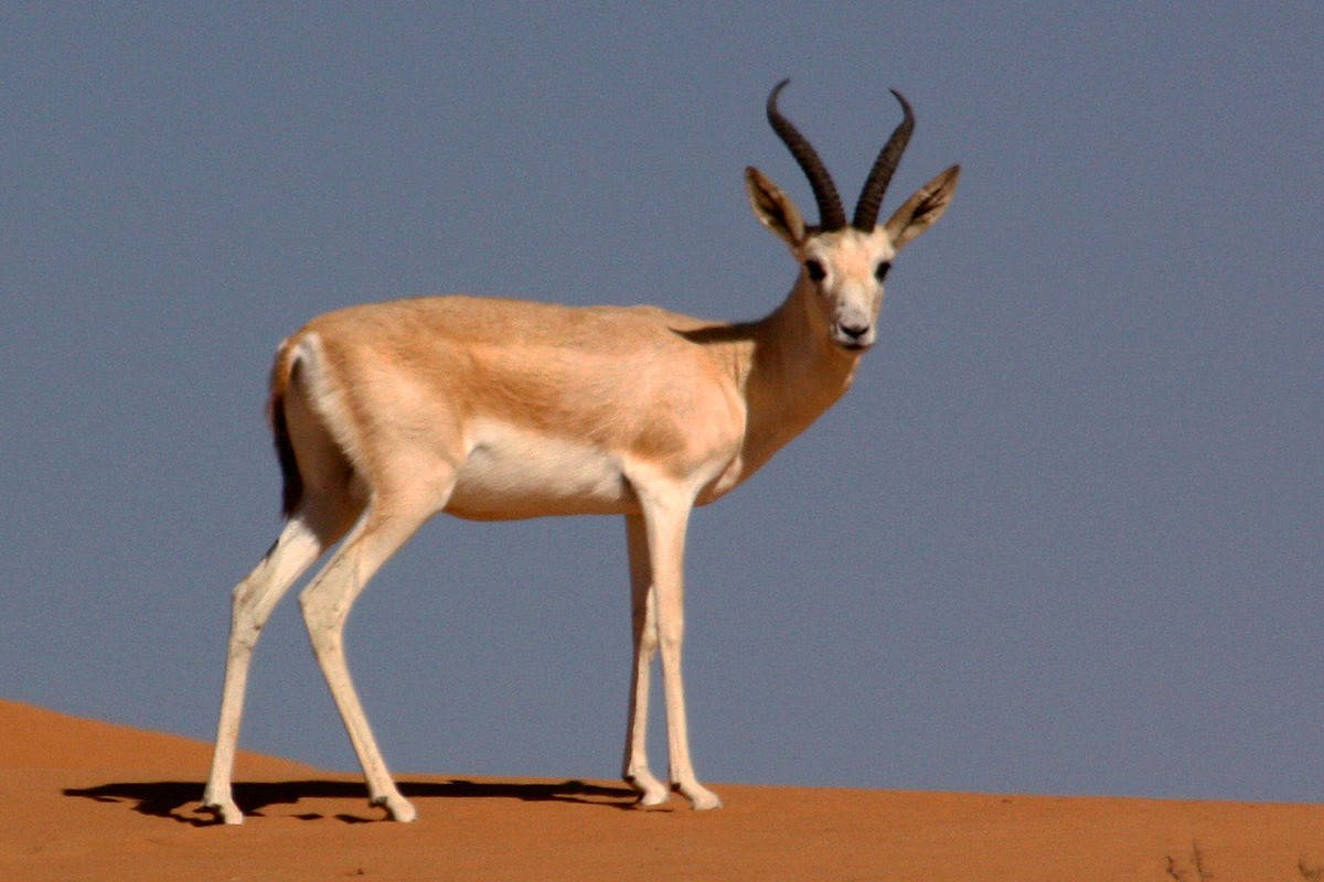 DARYA，manual，woodiness，bionics，antelope，chair，