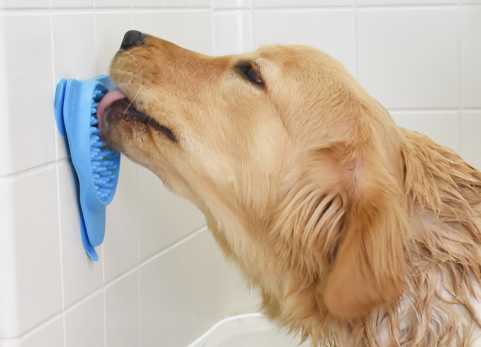 Aquapaw slow processor，Feeding machine，industrial design，brand，Pet feeder，