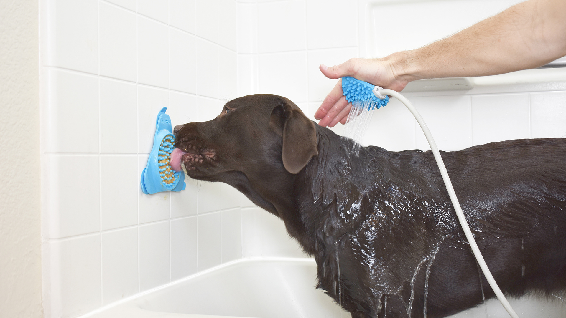 Aquapaw slow processor，Feeding machine，industrial design，brand，Pet feeder，