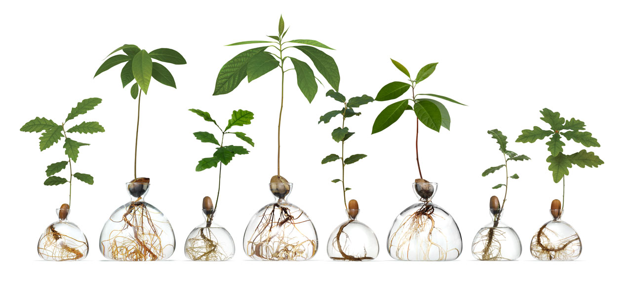 vase，container，Glass，Avocado Vase，