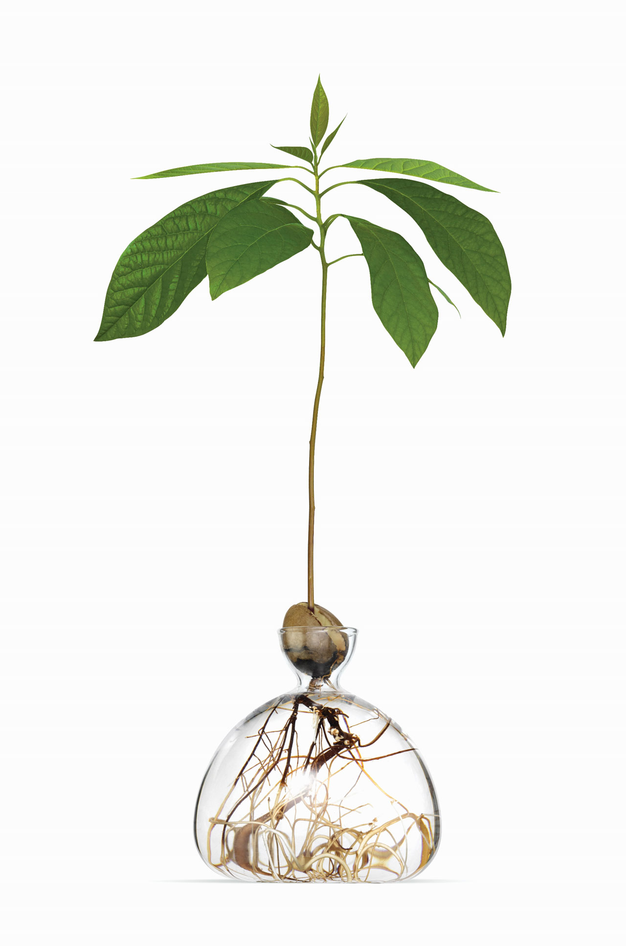 vase，container，Glass，Avocado Vase，