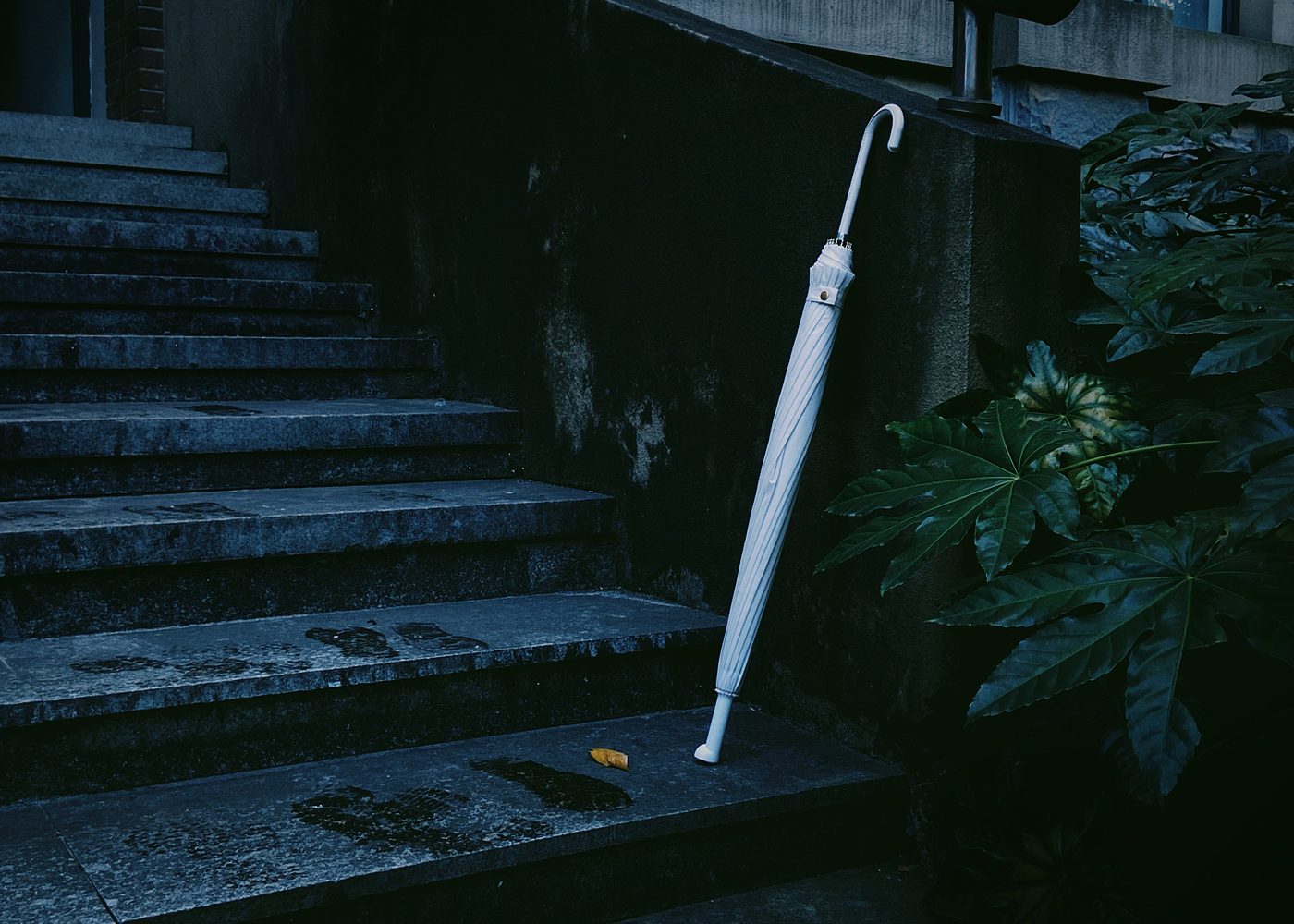 Umbrella，
