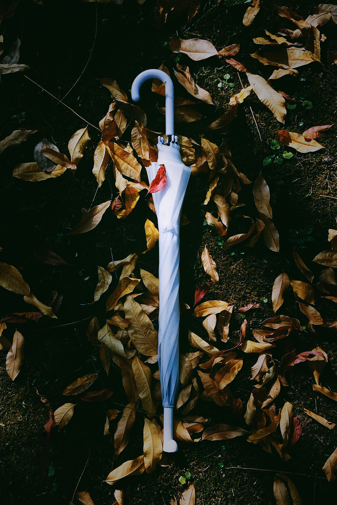 Umbrella，