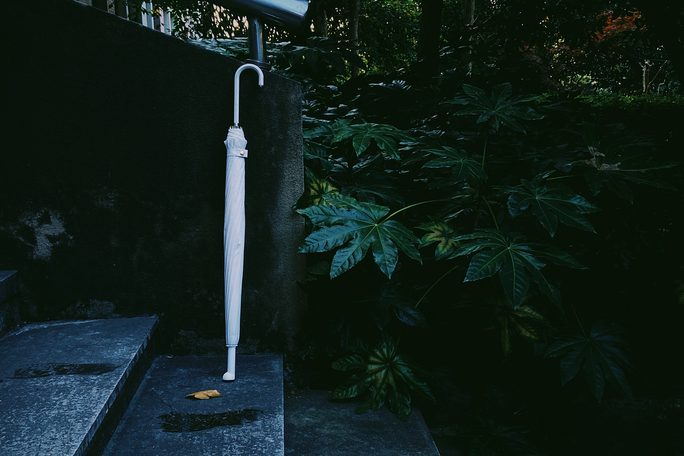 Umbrella，