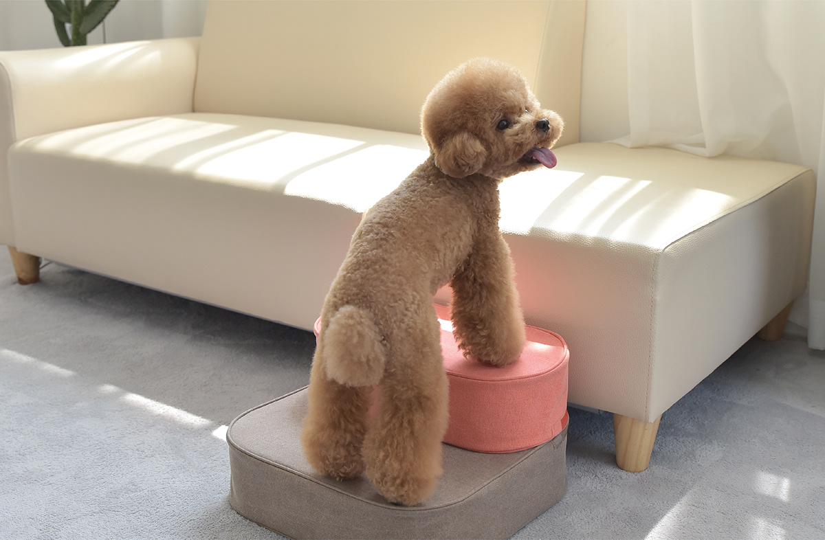 Pets，COCOTEP，HOONICO，fall，