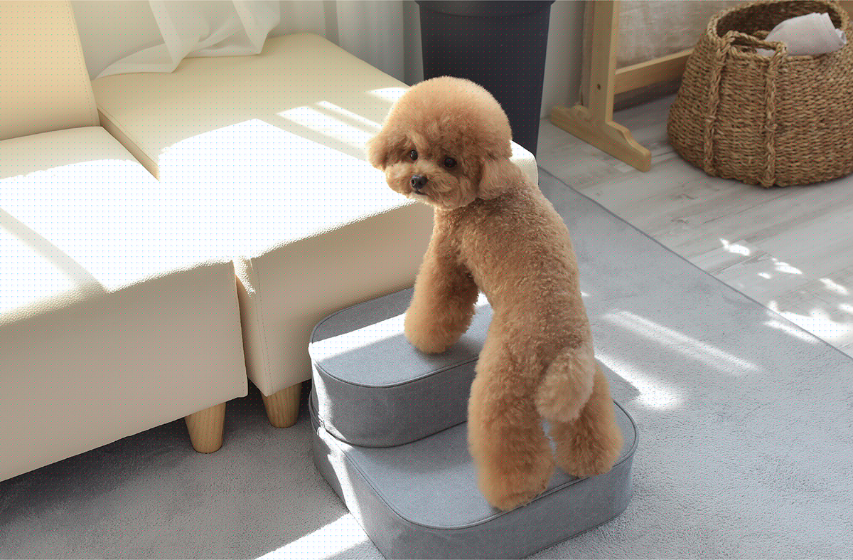 Pets，COCOTEP，HOONICO，fall，