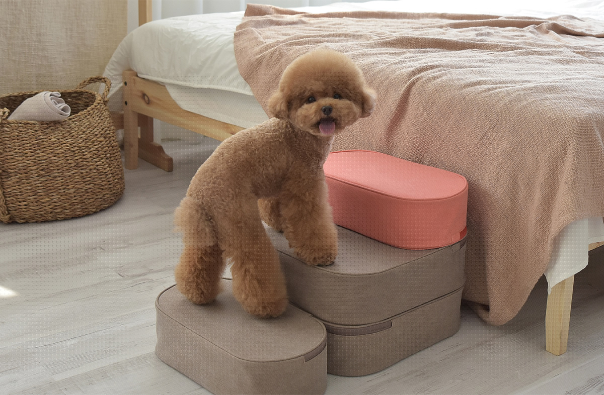 Pets，COCOTEP，HOONICO，fall，