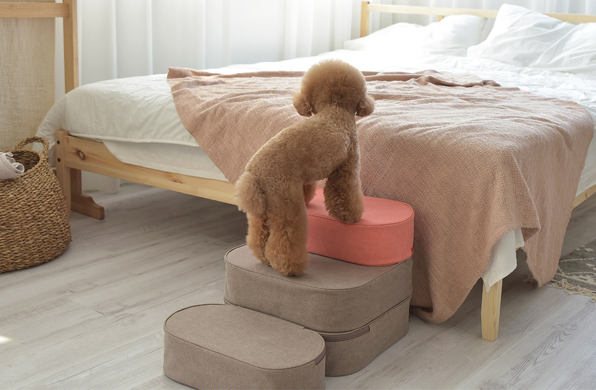 Pets，COCOTEP，HOONICO，fall，