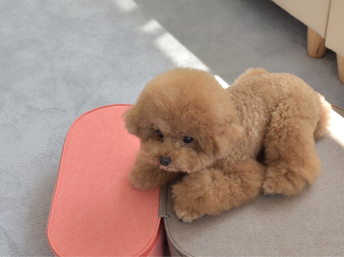 Pets，COCOTEP，HOONICO，fall，